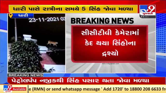 Lions seen roaming near petrol pump in Dhari, Amreli _ Tv9GujaratiNews