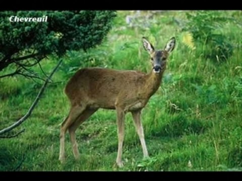 élections municipales 2008