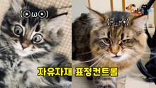 자유로운 얼굴근육! 어떤 표정도 완벽 소화하는 '표정 천재' 고양이