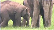 Herd of Elephants grazing in a Terai grassland