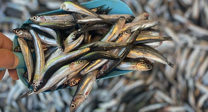 Tezgahlarda hamsi 30, çinekop 50 TL’den satışa sunuluyor