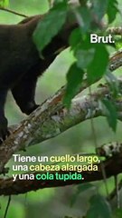 Tayra o "viejo de monte": Así es este pequeño roedor