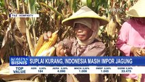 Suplai Jagung Dalam Negeri Kurang, Jokowi Dorong Petani Tuk Stop Impor Jagung