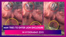 Hyderabad Zoo Staff Rescue Man Who Tried To Enter Lion Enclosure, Watch Video