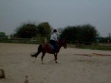 Mon premier cours d'équitation avec ma terreur: Normande!