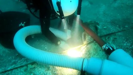 Troballa única a la Mediterrània dins les àmfores d’un vaixell romà enfonsat a les illes Formigues