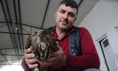 YOLDA BULDUĞU ŞAHİNİ EZİLMEKTEN KURTARDI