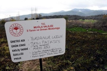 Mor patates hasadı yapıldı