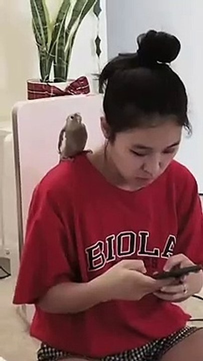 Un periquito que sabe cantar!