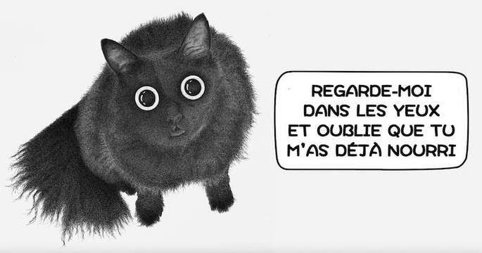 Dans des BD pleines d'humour, cet illustrateur imagine les pensées des chats