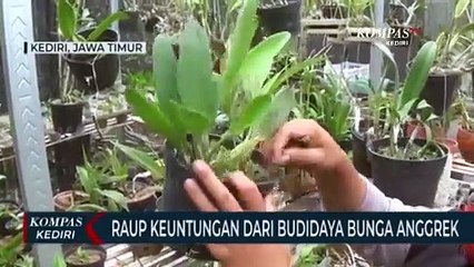 Raup Keuntungan Belasan Juta Dari Usaha Budidaya Bunga Anggrek