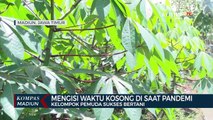 Mengisi Waktu Kosong Di Saat Pandemi, Kelompok Pemuda Sukses Bertani