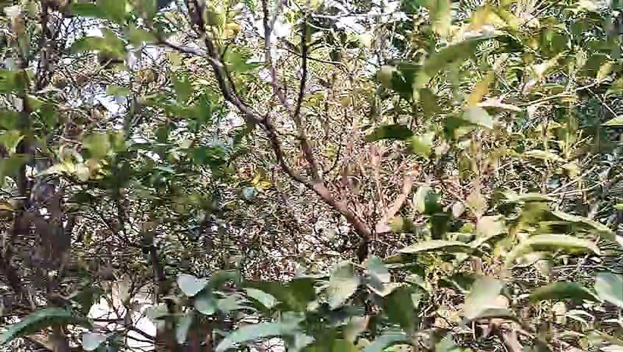 Fresh orange in my homeland | orange video | orange tree | Nature in Seconds