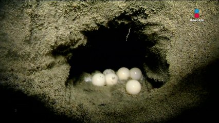 Imparable el tráfico ilegal de huevos de tortuga golfina en Oaxaca