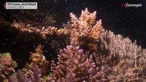 Australie : la Grande Barrière de Corail en pleine reproduction, un événement qualifié d'incroyable