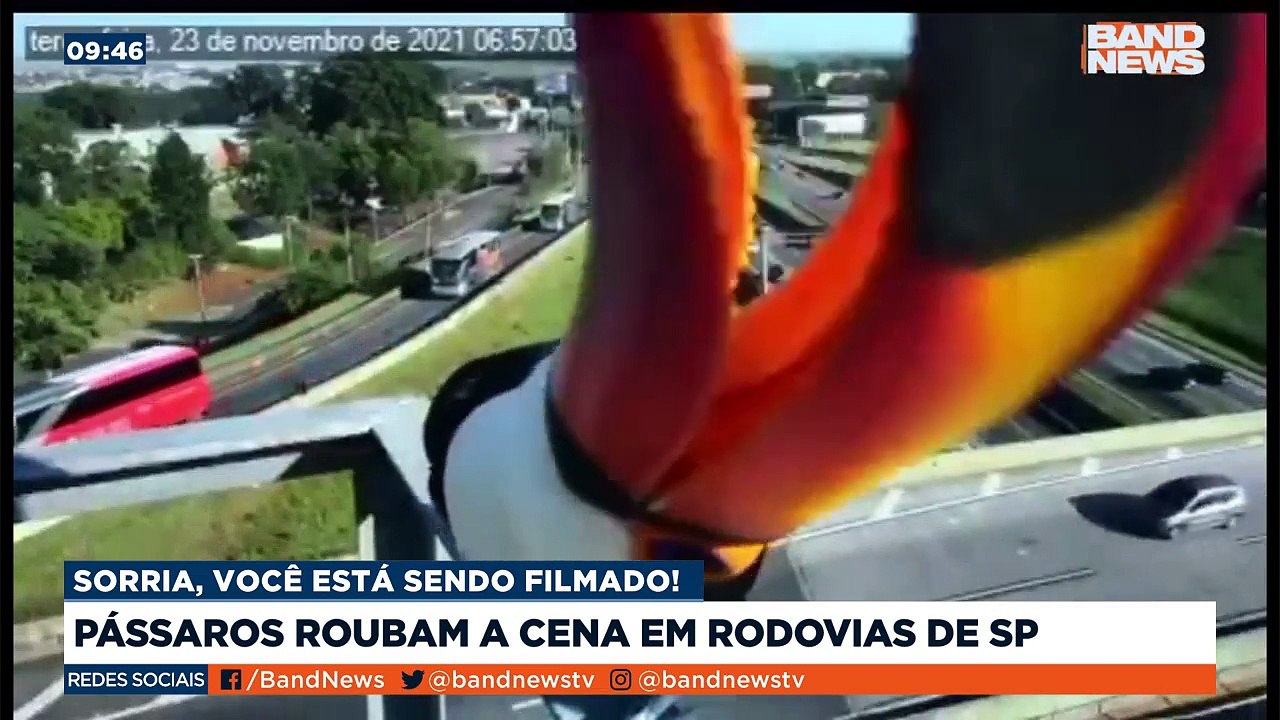Na Rodovia Anhanguera, em Campinas, interior de SP, tucanos se exibem e ficam curiosos com o movimento da câmera de monitoramento da rodovia.Saiba mais em youtube.com.br/bandjornalismo#BandNews20anos #Rodovia #Pássaros