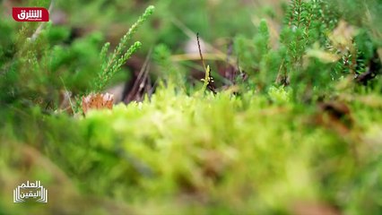 ...الطفل منذ ساق حمراء تحلب ذو ساق خضراء تح...