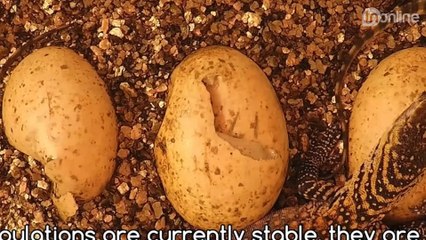 Zoo registra o nascimento de dragões de Komodo raros