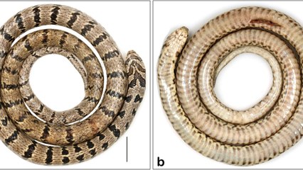 Une nouvelle espèce de serpent identifiée en Inde grâce à Instagram