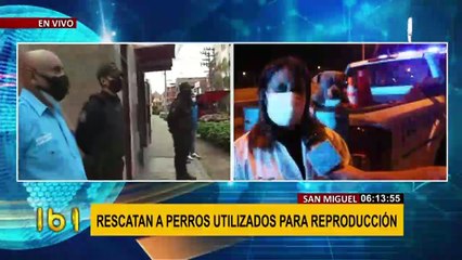 Así fue el rescate de 8 perros usados solo para reproducción en San Miguel