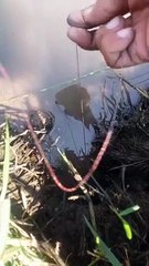 Iseng Iseng Mancing Belut sawah