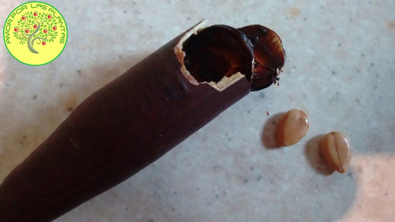 cassia semillas