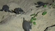El covid, un aliado para la supervivencia de las tortugas