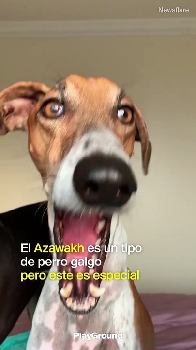 Perro cuello largo