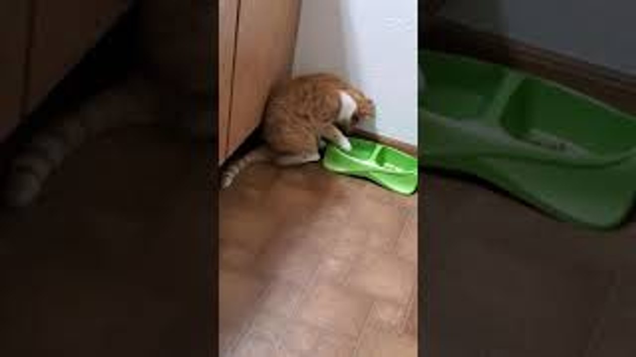Kiyoko the Cat Using Paw to Drink Water