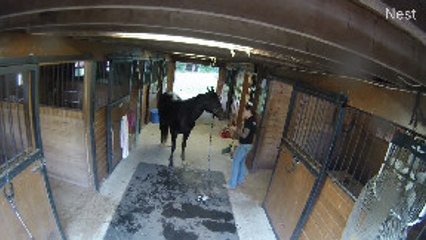 Horse Freaks Out During Haircut