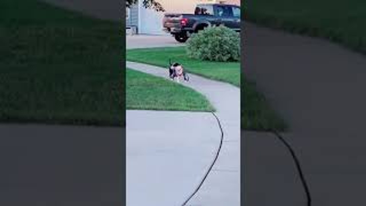 Adorable Dogs Walking Themselves