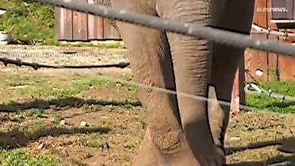 La prima "casa di riposo" in Europa per elefanti provenienti da zoo o circhi