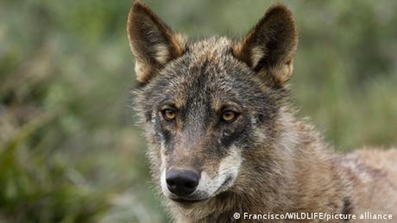 Wird Spanien zum Wolfsland?