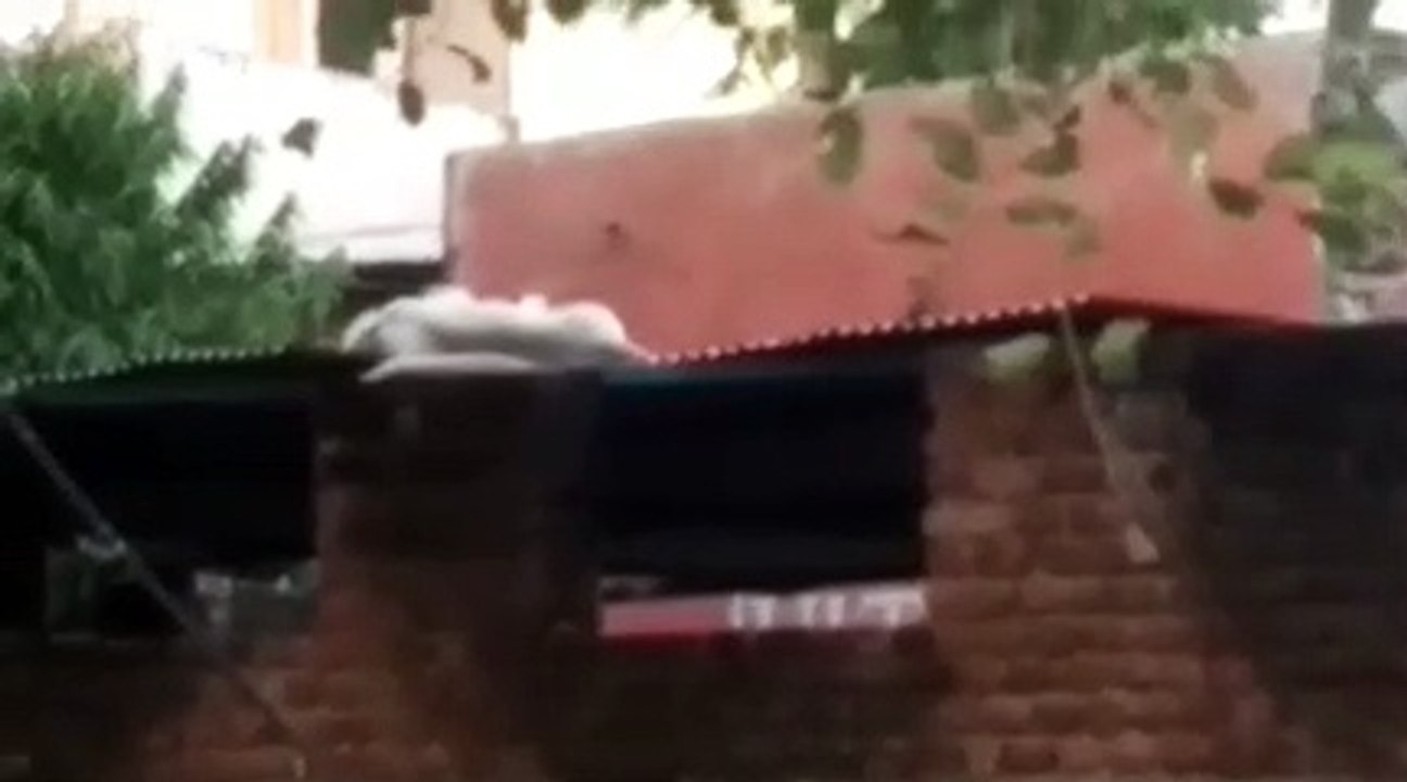 11 thousand kv line, till now three monkeys die...