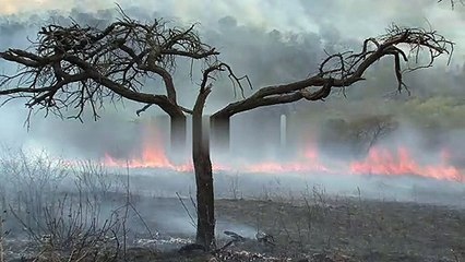 Burning Fire on the Forest