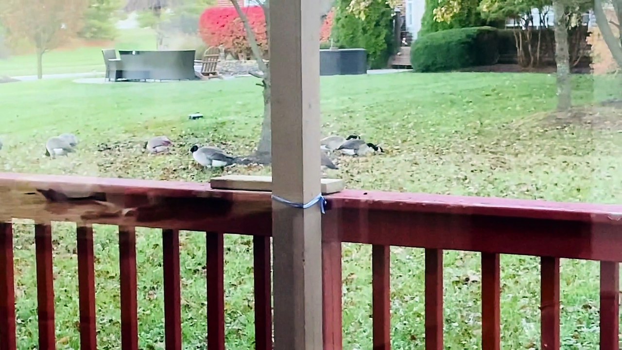 DIY Carpet Replacement! Back to Home Improvement Project 