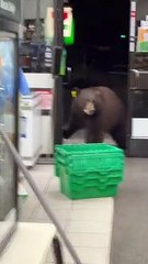 دب يتجول في المتجر ويعقم نفسه للوقاية من كورونا: شاهد ما قام به