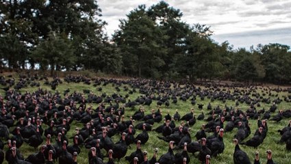 Unseasonably warm fall gives break to turkey farmers