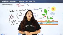 Factor Affecting Photosynthesis || Life Process  Class 10 Biology || C6P5