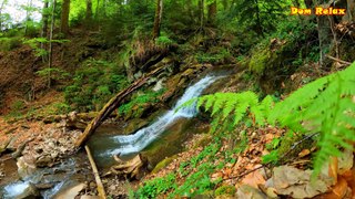 Nature sounds, the noise of water, the murmuring sound of a small stream flowing in the forest