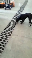 Roedores en el Mercado de Abasto