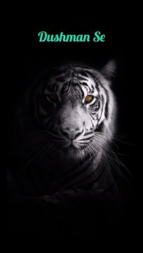 Attitude Boy StatusAttitude Shayari Whatsapp StatusNew Status videoGufran The Writer #shorts