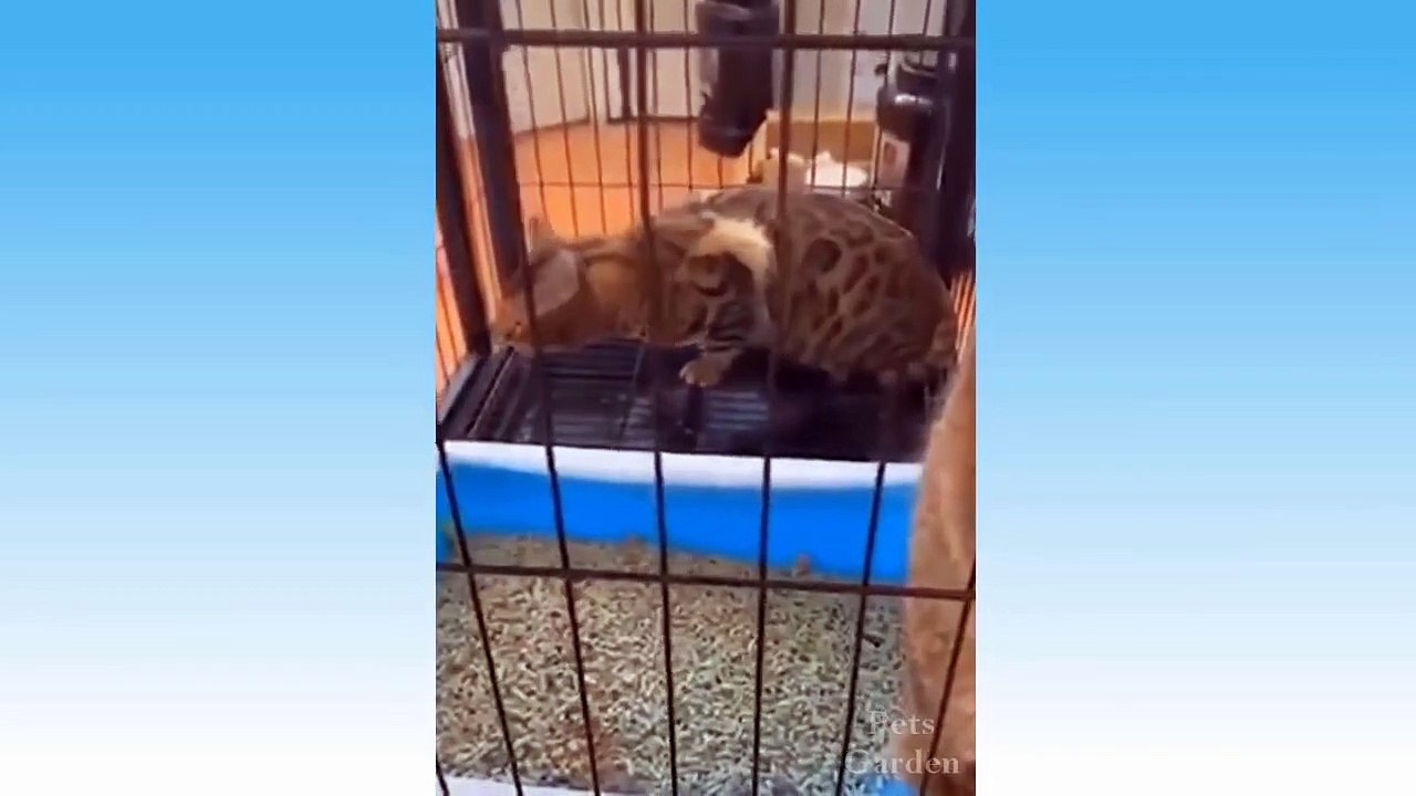 Best Funny Cats  And Dogs  Videos  -Try Not To Laugh!