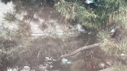 Snow falls throughout Colorado on Thanksgiving eve