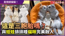 一起排排躺 彷彿三胞胎！與等貓大的娃娃一起睡覺 貓咪完美融入