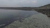ŞANLIURFA - Baraj göletinde toplu balık ölümleri üzerine inceleme başlatıldı