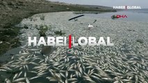 Şanlıurfa Hacıhıdır Barajı Gölü'nde kıyıya vuran balıklarla ilgili inceleme başatıldı