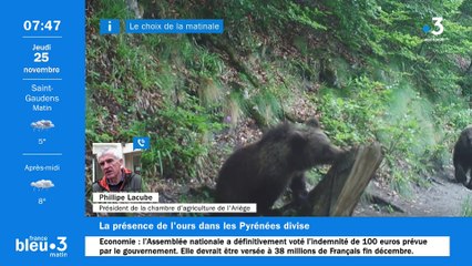 Débat sur l'ours dans les Pyrénées