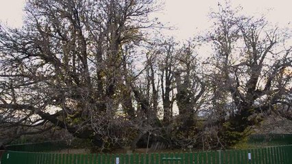 Dünyanın en yaşlı ağaçları - Üç bin yıllık at kestanesi