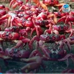 السلطعون الأحمر يغطي شوارع جزيرة أسترالية.. في غزو من نوع آخر!